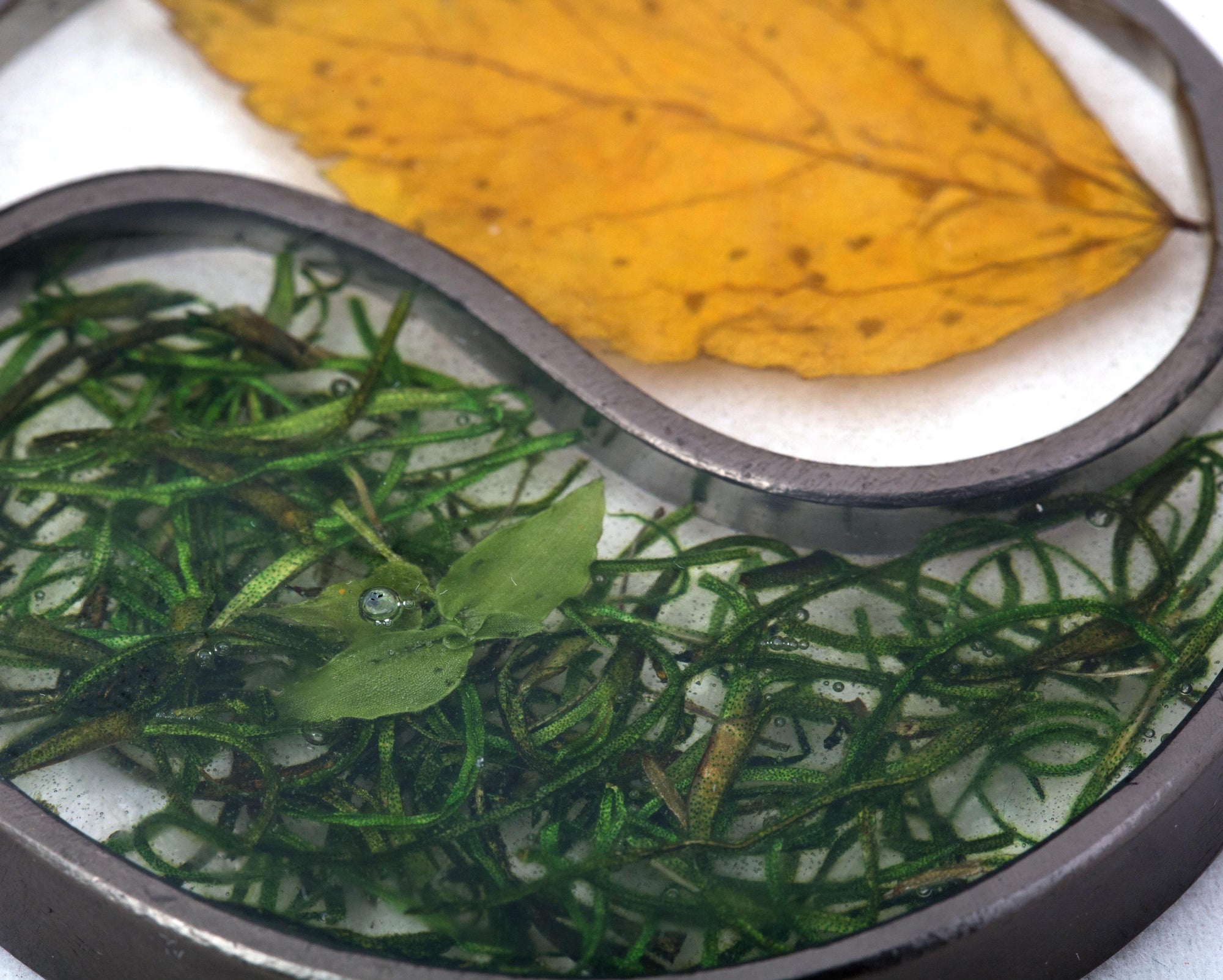 Hibiscus serrated leaf with real moss neckpiece